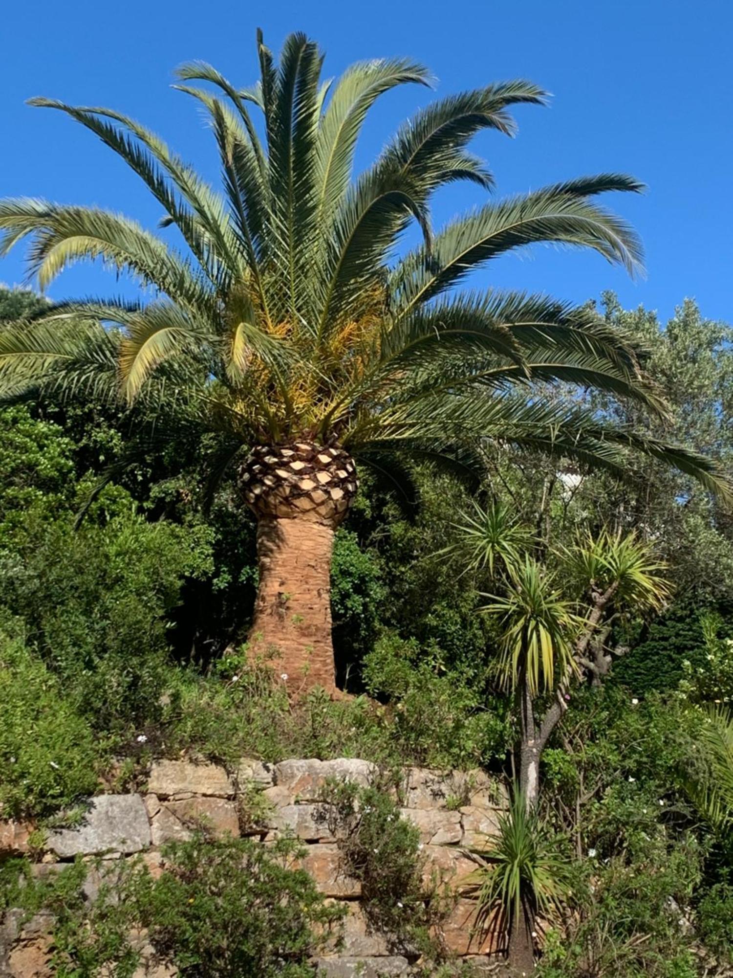 Bed and Breakfast Paradis Provencal Sainte-Maxime Exterior foto